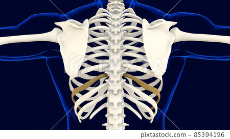 Ninth bone of Rib cage Anatomy for medical concept 3D Illustration Ninth bone of Rib cage Anatomy for medical concept 3D Illustration 85394196