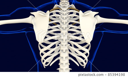 Second bone of Rib cage Anatomy for medical concept 3D Second bone of Rib cage Anatomy for medical concept 3D 85394198