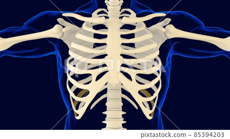 Tenth bone of Rib cage Anatomy for medical... - Stock Illustration ...