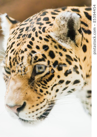 Leopard pantera padus kotiya in the rock Leopard pantera padus kotiya in the rock 85394454