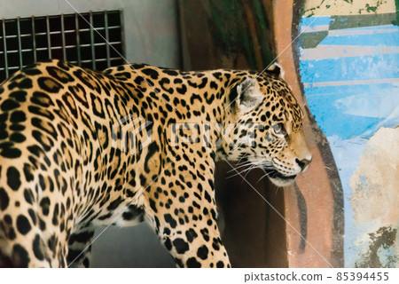 Leopard pantera padus kotiya in the rock 85394455