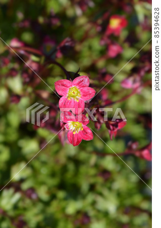 Saxifrage Peter Pan 85394628