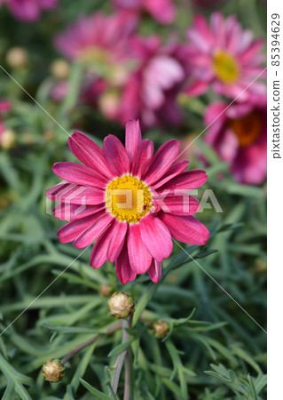 Pink Marguerite daisy 85394629