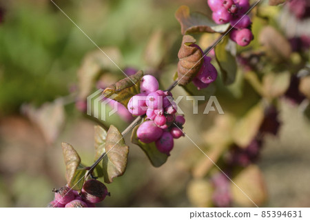 Coralberry 85394631