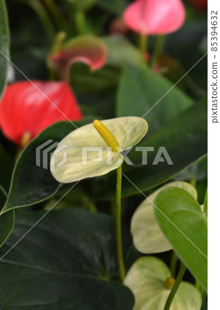 Flamingo flower 85394632