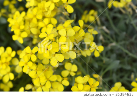 Croatian endemic plant 85394633