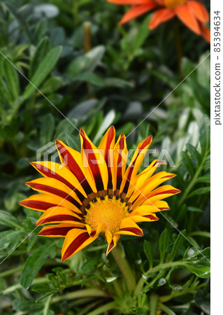 Treasure flower 85394634