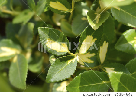 Wintercreeper Blondy Wintercreeper Blondy 85394642