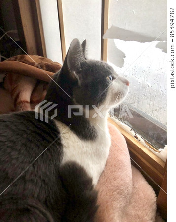 Profile of a cat looking out from the window Profile of a cat looking out from the window 85394782