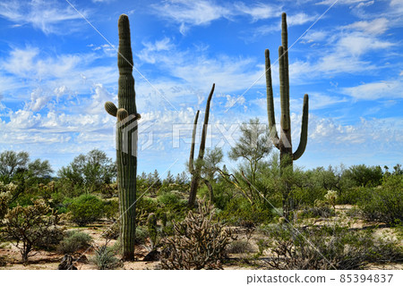 Saguaro Cactus cereus giganteus Sonora Desert 85394837