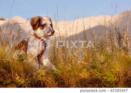 fuzzy dog puppy in green grass and flowers fuzzy dog puppy in green grass and flowers 85395947