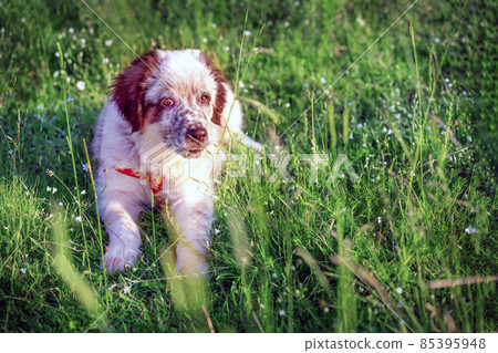 Puppy lying In the grass, close up portrait Puppy lying In the grass, close up portrait 85395948