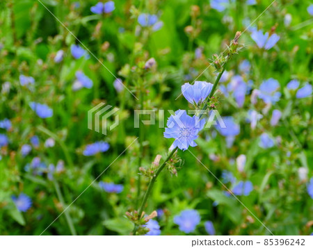 blooming chicory flowers in the meadow 85396242