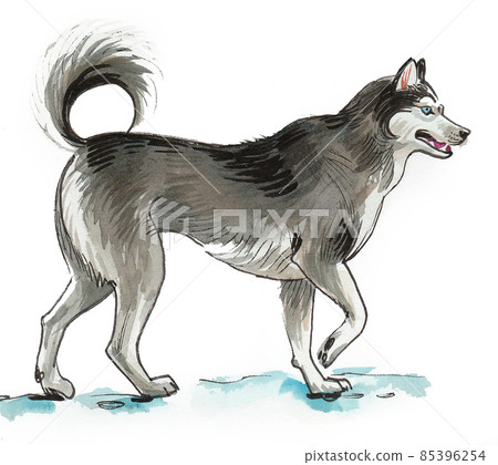 Walking husky dog. Ink and watercolour drawing Walking husky dog. Ink and watercolour drawing 85396254