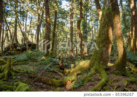 富士山腳下神秘森林中的青木原樹海 富士山腳下神秘森林中的青木原樹海 85396287