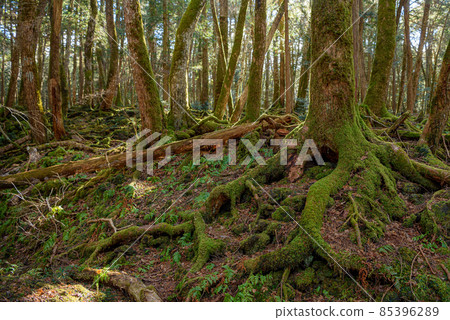 富士山腳下神秘森林中的青木原樹海 85396289