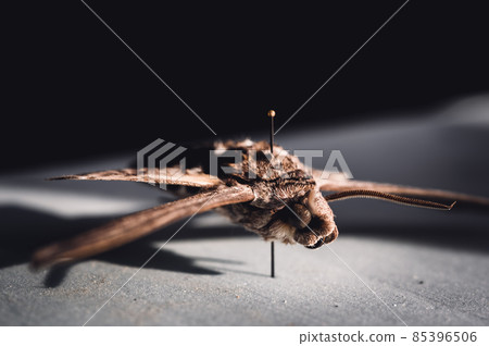 Macro with Selective focus on front of a pinned tomato hornworm moth. Macro with Selective focus on front of a pinned tomato hornworm moth. 85396506