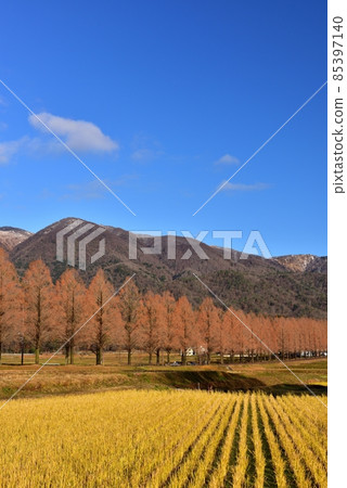 水杉樹在初冬 85397140