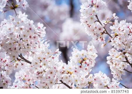 日本的春天櫻花盛開 日本的春天櫻花盛開 85397743