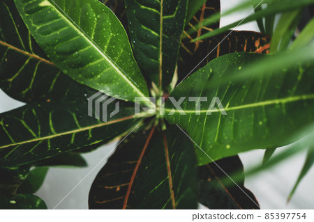 House plant in dark green stands in an apartment House plant in dark green stands in an apartment 85397754