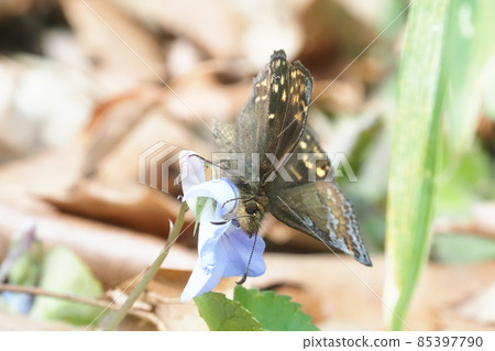 Erynnis montanus (male) sucking flowers of viola grypocera 85397790
