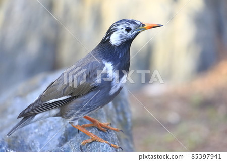 Waterside starling 85397941