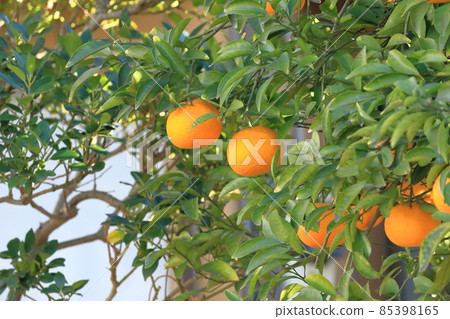Mandarin oranges that have reached the harvest season 85398165