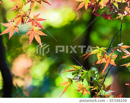 Autumn tradition: Scenery with beautiful autumn leaves Autumn tradition: Scenery with beautiful autumn leaves 85398208
