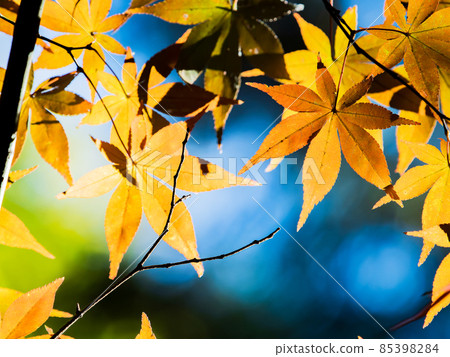 Autumn tradition: Scenery with beautiful autumn leaves 85398284