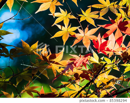Autumn tradition: Scenery with beautiful autumn leaves Autumn tradition: Scenery with beautiful autumn leaves 85398294