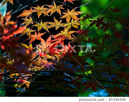 秋季傳統：美麗的秋葉風景 85398306