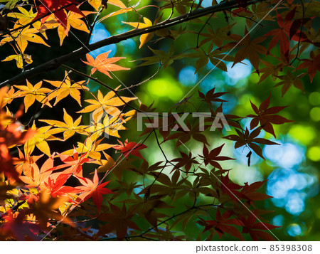 秋季傳統：美麗的秋葉風景 85398308