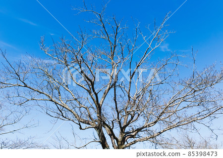 Blue sky and fallen cherry blossom branches 85398473