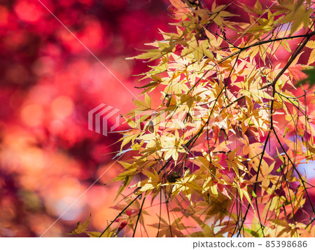 Autumn tradition: Scenery with beautiful autumn leaves Autumn tradition: Scenery with beautiful autumn leaves 85398686