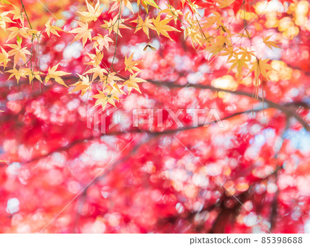 Autumn tradition: Scenery with beautiful autumn leaves 85398688