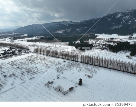 Shiga Prefecture Metasequoia Namiki Drone aerial photography Shiga Prefecture Metasequoia Namiki Drone aerial photography 85399473