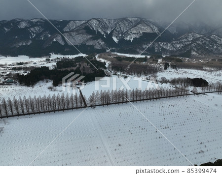 Shiga Prefecture Metasequoia Namiki Drone aerial photography Shiga Prefecture Metasequoia Namiki Drone aerial photography 85399474