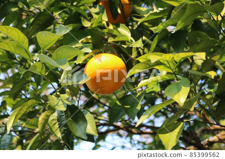 沿著在冬日陽光下生長的夏橙街的風景 沿著在冬日陽光下生長的夏橙街的風景 85399562