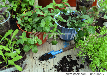 Seedlings of melissa, mint and flowers in pots with spade on table. Seedlings of melissa, mint and flowers in pots with spade on table. 85400217