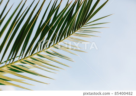 Sharp green palm leaf on blue background Sharp green palm leaf on blue background 85400482
