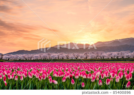 Asahi Funakawa (Spring): Dawn Asahi Funakawa (Spring): Dawn 85400896
