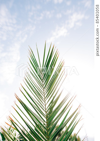 Sharp green palm leaf against the blue sky. Macro Sharp green palm leaf against the blue sky. Macro 85401058