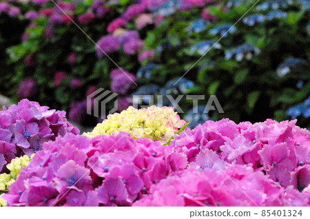 Beautiful pink hydrangea during the rainy season Beautiful pink hydrangea during the rainy season 85401324