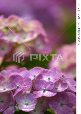 Beautiful pink hydrangea during the rainy season Beautiful pink hydrangea during the rainy season 85401328