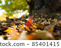 A piece of autumn leaves illuminated by light 85401415