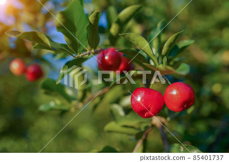 Acerola cherry on the tree with water drop, High vitamin C and antioxidant fruits. Fresh organic Acerola cherry on the tree. Acerola cherry on the tree with water drop, High vitamin C and antioxidant fruits. Fresh organic Acerola cherry on the tree. 85401737