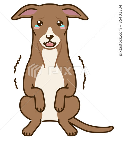 Frightened Italian Greyhound (red) Frightened Italian Greyhound (red) 85401834
