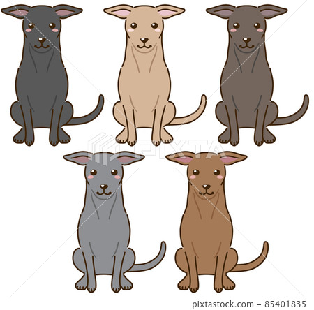 Italian Greyhound with various coat colors (solid) Italian Greyhound with various coat colors (solid) 85401835