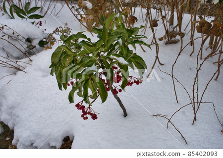Red southern fruits and green leaves in white snow Red southern fruits and green leaves in white snow 85402093