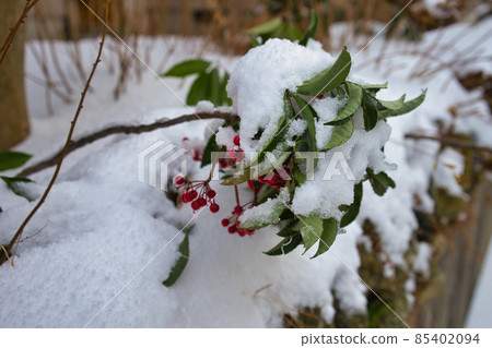 紅色南方水果和白雪中的綠葉 紅色南方水果和白雪中的綠葉 85402094